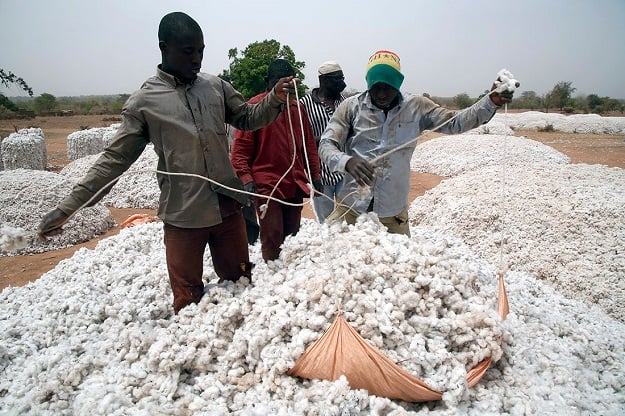 Falling cotton production sparks concerns over GSP+ status